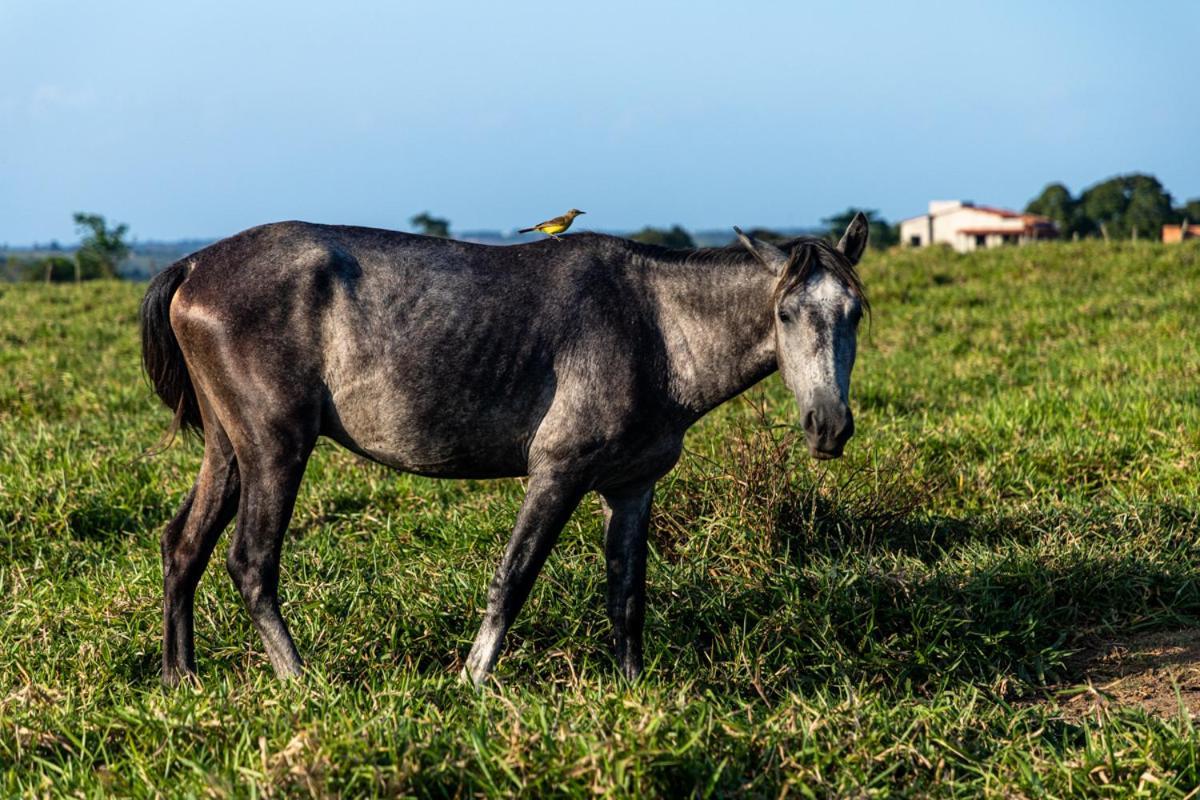 Fazenda Hotel Candeal Conceicao de Jacuipe Exteriér fotografie