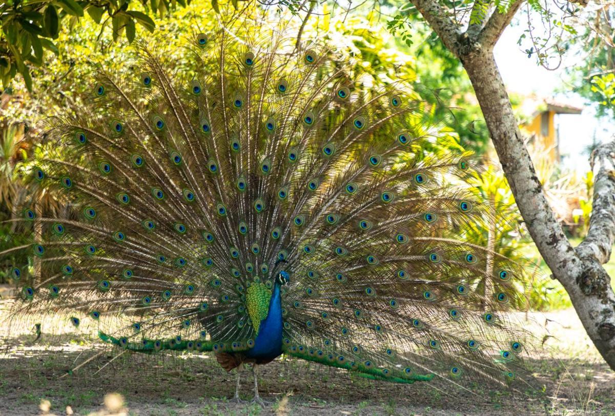 Fazenda Hotel Candeal Conceicao de Jacuipe Exteriér fotografie